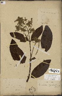 spécimen de Cinchona officinalis