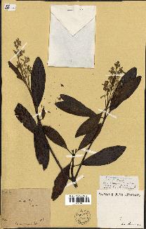 spécimen de Cinchona officinalis