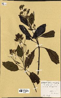 spécimen de Cinchona officinalis