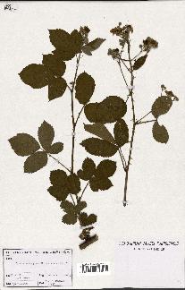 spécimen de Rubus emergens