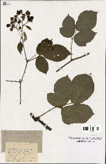 spécimen de Rubus clethrophilus