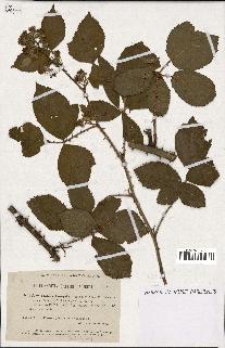 spécimen de Rubus langei