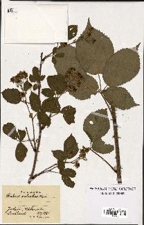 spécimen de Rubus sulcatus