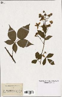 spécimen de Rubus sulcatus