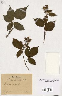 spécimen de Rubus sulcatus