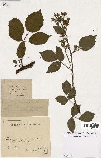 spécimen de Rubus carpinifolius