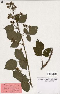 spécimen de Rubus carpinifolius