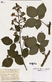 spécimen de Rubus carpinifolius