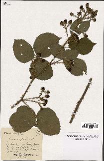 spécimen de Rubus carpinifolius