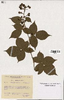 spécimen de Rubus sulcatus