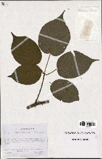 spécimen de Rubus sulcatus