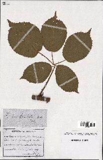 spécimen de Rubus sulcatus