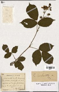 spécimen de Rubus sulcatus