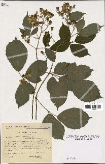 spécimen de Rubus silesiacus