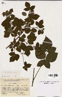 spécimen de Rubus fissus