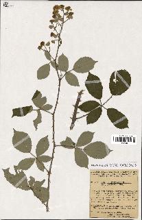 spécimen de Rubus ulmifolius