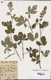 spécimen de Rubus tomentosus