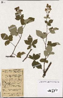 spécimen de Rubus tomentosus x ulmifolius