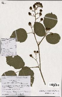 spécimen de Rubus macrophyllus