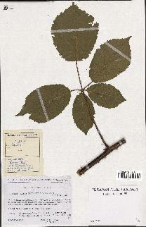 spécimen de Rubus macrophyllus