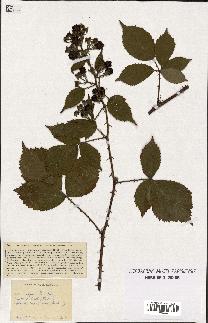 spécimen de Rubus vulgaris