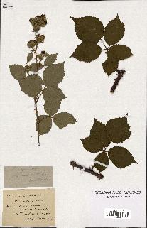 spécimen de Rubus vulgaris