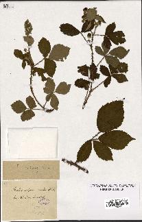 spécimen de Rubus vulgaris