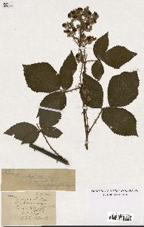 spécimen de Rubus vulgaris