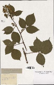 spécimen de Rubus vulgaris