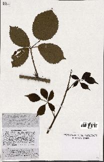 spécimen de Rubus vulgaris