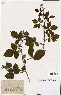 spécimen de Rubus vulgaris