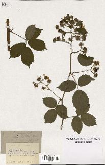 spécimen de Rubus vulgaris