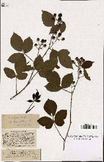 spécimen de Rubus vulgaris