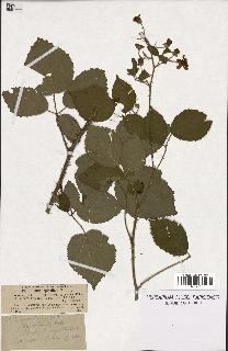 spécimen de Rubus macrostachys