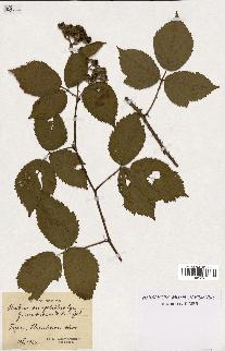 spécimen de Rubus sciaphilus