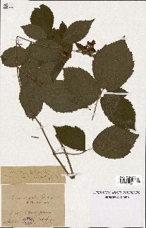 spécimen de Rubus sciaphilus