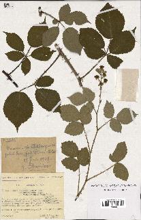 spécimen de Rubus godronii