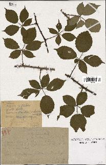 spécimen de Rubus godronii