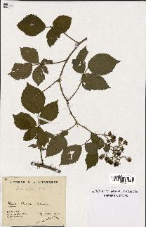 spécimen de Rubus vulgaris