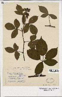 spécimen de Rubus opacus