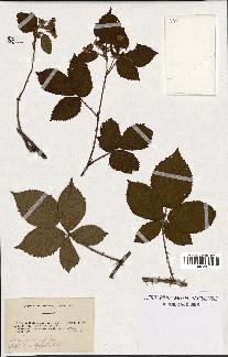 spécimen de Rubus opacus