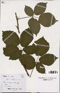 spécimen de Rubus silesiacus