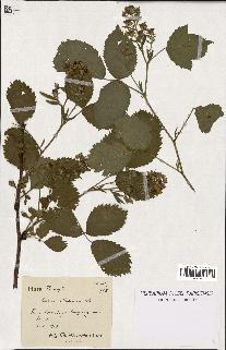 spécimen de Rubus silesiacus