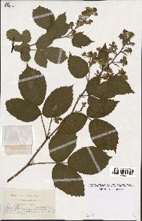 spécimen de Rubus silesiacus