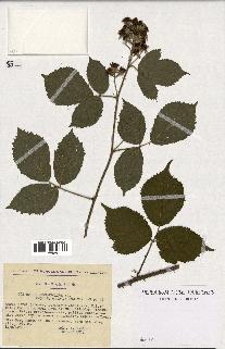 spécimen de Rubus rhombifolius