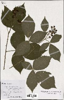 spécimen de Rubus rhombifolius