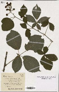 spécimen de Rubus rhombifolius