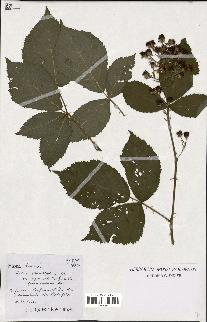 spécimen de Rubus rhombifolius