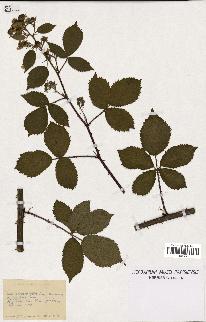 spécimen de Rubus chaerophyllus