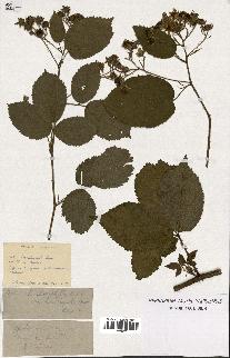 spécimen de Rubus chaerophyllus